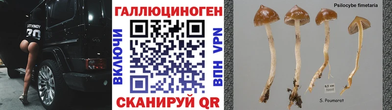 ОМГ ОМГ tor  Ноябрьск  Галлюциногенные грибы Psilocybe 